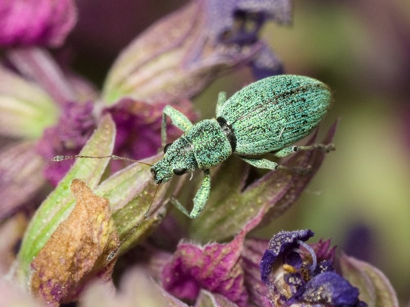 Eusomus ovulum Germar, 1824